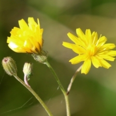 Crepis capillaris (Smooth Hawksbeard) at Paddys River, ACT - 27 May 2022 by RodDeb