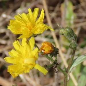 Crepis capillaris at Paddys River, ACT - 27 May 2022