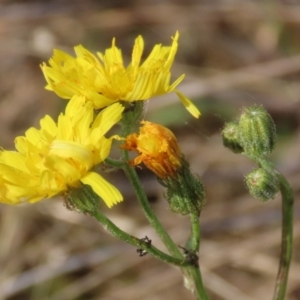 Crepis capillaris at Paddys River, ACT - 27 May 2022