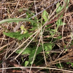 Crepis capillaris at Paddys River, ACT - 27 May 2022