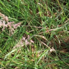 Holcus lanatus at Paddys River, ACT - 27 May 2022