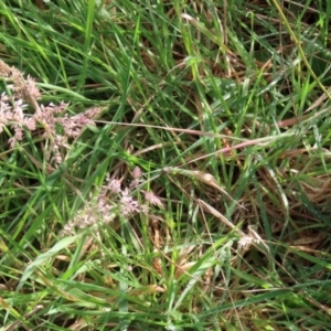 Holcus lanatus at Paddys River, ACT - 27 May 2022