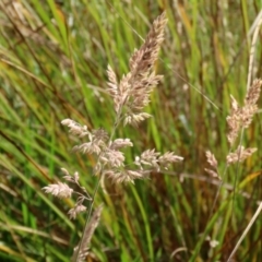 Holcus lanatus at Paddys River, ACT - 27 May 2022