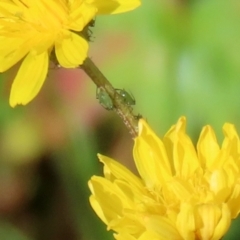 Aphididae (family) (Unidentified aphid) at Paddys River, ACT - 27 May 2022 by RodDeb