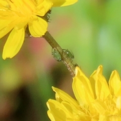 Aphididae (family) at Paddys River, ACT - 27 May 2022 01:29 PM