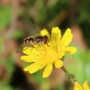 Melangyna viridiceps at Paddys River, ACT - 27 May 2022