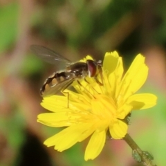 Melangyna viridiceps at Paddys River, ACT - 27 May 2022