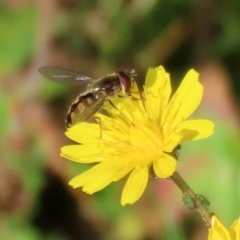 Melangyna viridiceps at Paddys River, ACT - 27 May 2022 01:29 PM