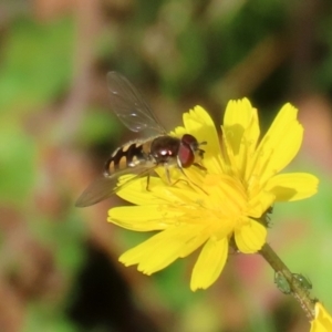 Melangyna viridiceps at Paddys River, ACT - 27 May 2022 01:29 PM