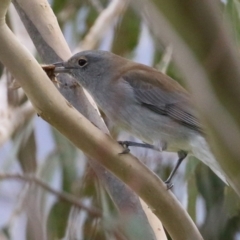 Colluricincla harmonica (Grey Shrikethrush) at Paddys River, ACT - 27 May 2022 by RodDeb