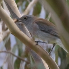 Colluricincla harmonica at Paddys River, ACT - 27 May 2022 01:59 PM