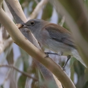 Colluricincla harmonica at Paddys River, ACT - 27 May 2022