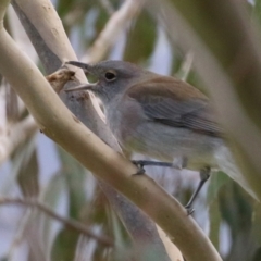 Colluricincla harmonica at Paddys River, ACT - 27 May 2022