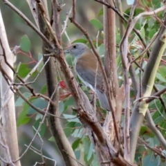 Colluricincla harmonica at Paddys River, ACT - 27 May 2022 01:59 PM