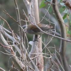 Colluricincla harmonica at Paddys River, ACT - 27 May 2022 01:59 PM