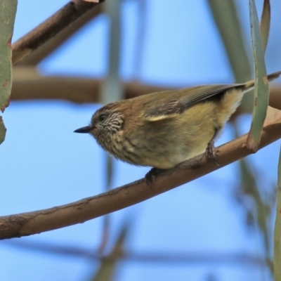 Acanthiza lineata (Striated Thornbill) at Paddys River, ACT - 27 May 2022 by RodDeb