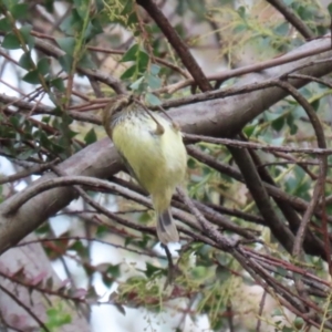 Acanthiza lineata at Paddys River, ACT - 27 May 2022