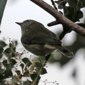 Acanthiza lineata at Paddys River, ACT - 27 May 2022