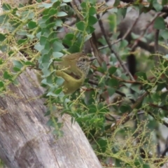 Acanthiza lineata at Paddys River, ACT - 27 May 2022