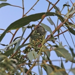 Acanthiza lineata at Paddys River, ACT - 27 May 2022