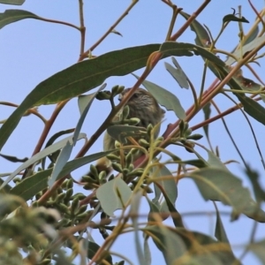 Acanthiza lineata at Paddys River, ACT - 27 May 2022