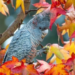 Callocephalon fimbriatum (Gang-gang Cockatoo) at Chapman, ACT - 27 May 2022 by ChrisAppleton