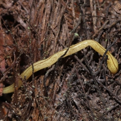 Lenkunya virgata (Brown-streaked planarian) at Acton, ACT - 27 May 2022 by TimL