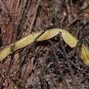 Lenkunya virgata at Acton, ACT - 27 May 2022