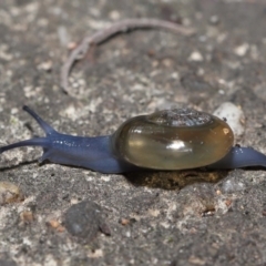 Oxychilus cellarius (Cellar Snail) at ANBG - 27 May 2022 by TimL