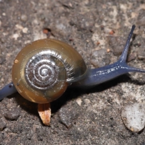 Oxychilus cellarius at Acton, ACT - 27 May 2022