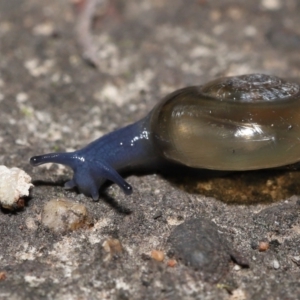 Oxychilus cellarius at Acton, ACT - 27 May 2022