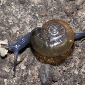 Oxychilus cellarius at Acton, ACT - 27 May 2022