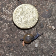 Oxychilus cellarius at Acton, ACT - 27 May 2022