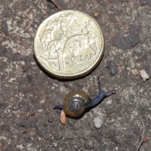 Oxychilus cellarius at Acton, ACT - 27 May 2022