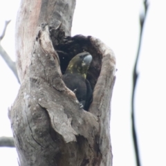 Calyptorhynchus lathami (Glossy Black-Cockatoo) at Moruya, NSW - 26 May 2022 by LisaH