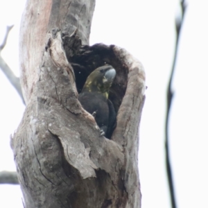 Calyptorhynchus lathami lathami at Moruya, NSW - suppressed