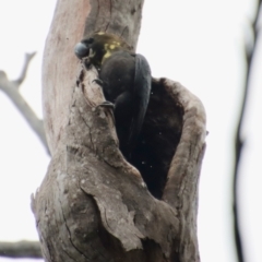 Calyptorhynchus lathami lathami at Moruya, NSW - suppressed