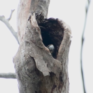 Calyptorhynchus lathami lathami at Moruya, NSW - suppressed