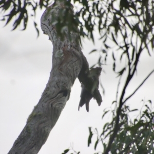 Calyptorhynchus lathami lathami at Moruya, NSW - suppressed