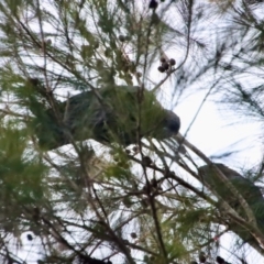 Calyptorhynchus lathami lathami at Moruya, NSW - 27 May 2022