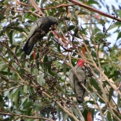 Callocephalon fimbriatum (Gang-gang Cockatoo) at Broulee Moruya Nature Observation Area - 27 May 2022 by LisaH
