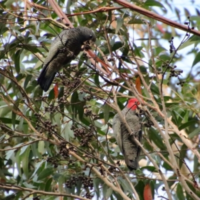 Callocephalon fimbriatum (Gang-gang Cockatoo) at Moruya, NSW - 27 May 2022 by LisaH