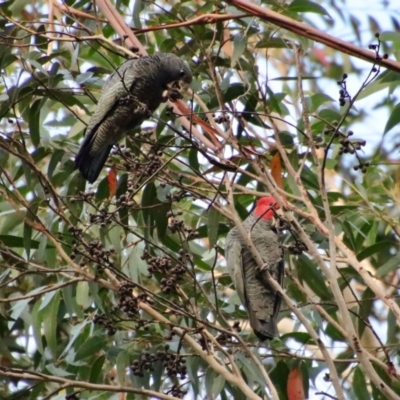 Callocephalon fimbriatum (Gang-gang Cockatoo) at Broulee Moruya Nature Observation Area - 27 May 2022 by LisaH