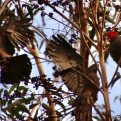 Callocephalon fimbriatum at Moruya, NSW - suppressed