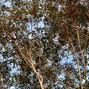 Callocephalon fimbriatum at Moruya, NSW - 27 May 2022