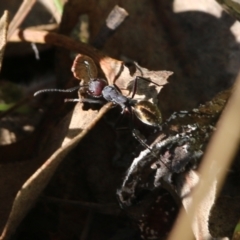 Camponotus suffusus (Golden-tailed sugar ant) at Wodonga, VIC - 22 May 2022 by KylieWaldon