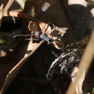 Camponotus suffusus at Wodonga, VIC - 22 May 2022 11:05 AM