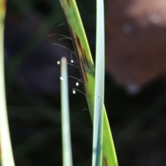 Unverified Lacewing (Neuroptera) at Wodonga, VIC - 22 May 2022 by KylieWaldon