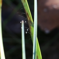 Unidentified Lacewing (Neuroptera) at Wodonga, VIC - 22 May 2022 by KylieWaldon