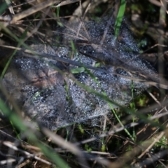 Unidentified Spider (Araneae) at Wodonga, VIC - 22 May 2022 by KylieWaldon